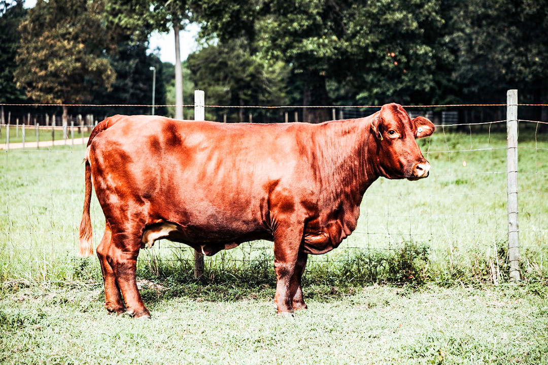 Beefmaster Genetic Inventory