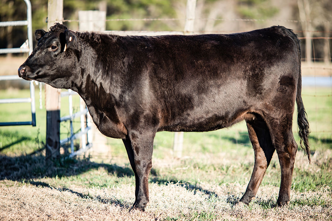 Wagyu Inventory — DL Texas Ranch