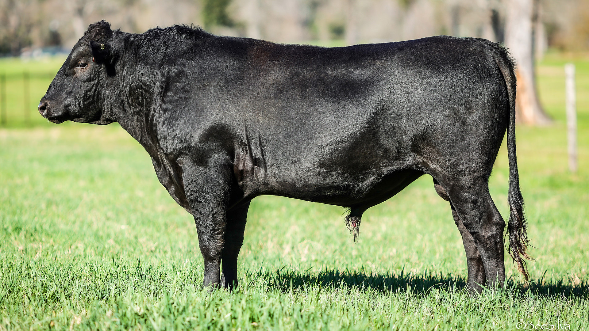 Wagyu Livestock Cattle in {{mpg_city}} {{mpg_state_name}}