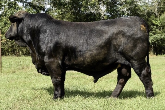5M Lights Out 451-reference sire