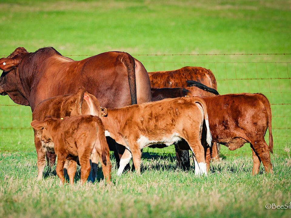 buying and selling cattle for profit