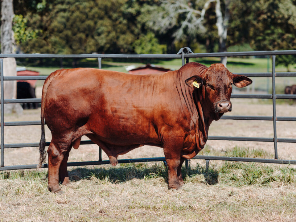 Why Beefmaster Cattle May Be Right for You