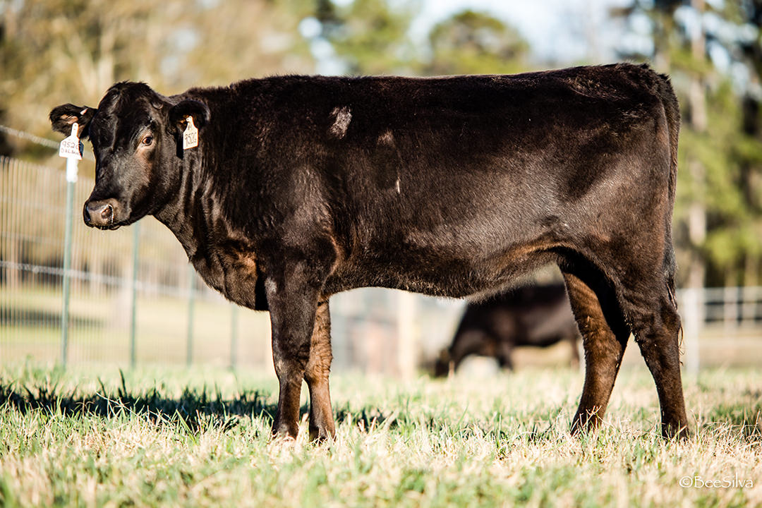 Wagyu — DL Texas Ranch