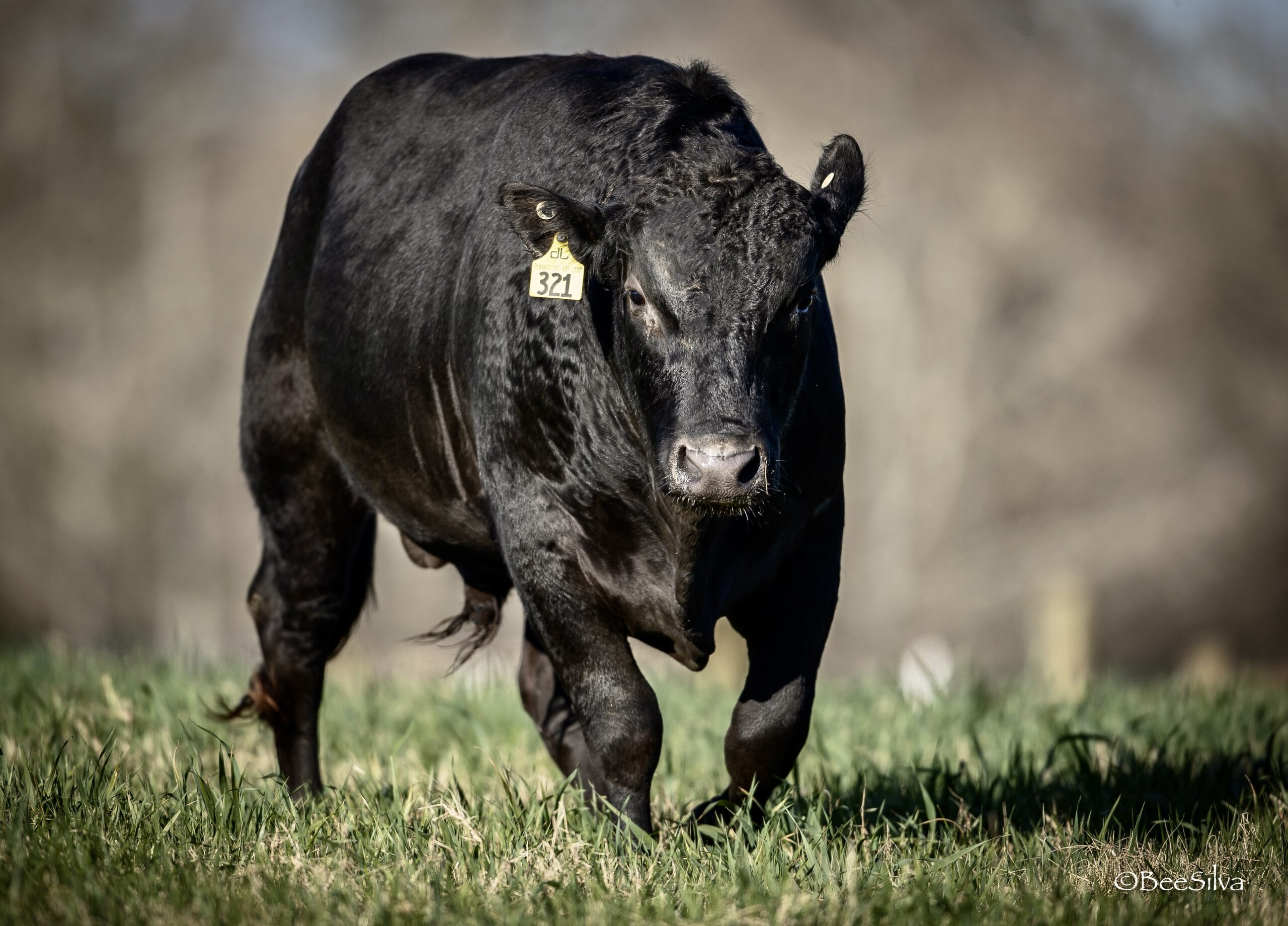 Wagyu Beef Sales